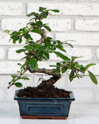 Zelkova Bonsai 35cm